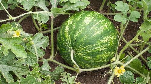 陕西吃瓜协会长,揭秘陕西美食背后的故事与魅力