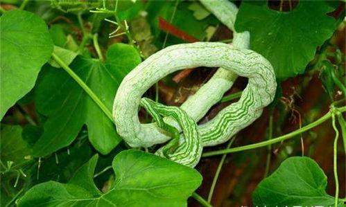 人吃蛇瓜,人蛇共舞的餐桌奇遇