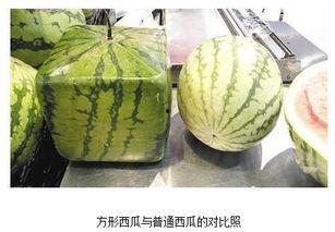 吃瓜就暴富