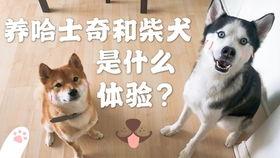 柴犬吃瓜问号,揭秘宠物界的趣味瞬间