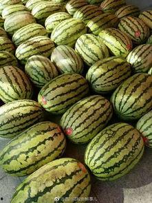 在哪吃各校的瓜,揭秘各校“在哪吃瓜”的秘密基地