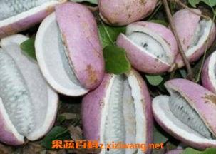 吃完螃蟹可以吃八月瓜吗,八月瓜的甜蜜邂逅