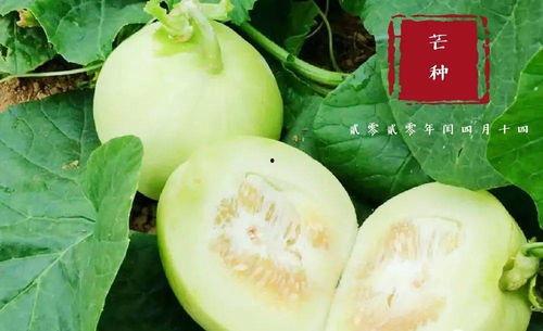 滕州翰林府吃瓜,一场别开生面的“吃瓜”盛宴