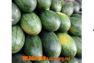 吃花美人瓜,探寻吃花美人瓜的神秘魅力