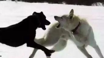 羊狼吃瓜,瓜田奇遇记