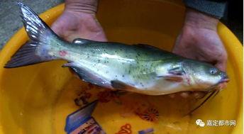 吃瓜达鱼,揭秘网络红人的崛起之路