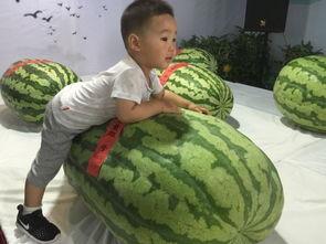 化州吃瓜群众事件,一场网络舆论的风暴与反思