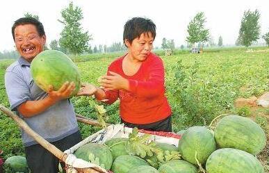 施庄村吃瓜,共享清凉时光