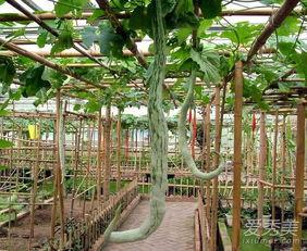 孕期吃蛇瓜,蛇瓜的营养与食用指南