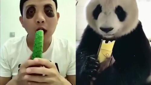模仿熊猫吃瓜视频,熊猫大侠的瓜果盛宴
