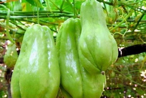 春天吃佛手瓜好吗,佛手瓜的食疗益处与食用建议