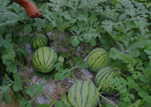 请公子后院吃瓜,一场别开生面的夏日盛宴