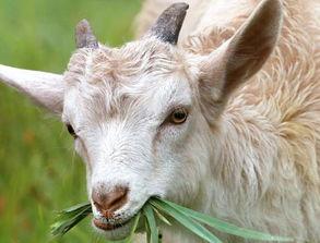 羊吃砍瓜吗,揭秘羊儿对砍瓜的喜爱之谜