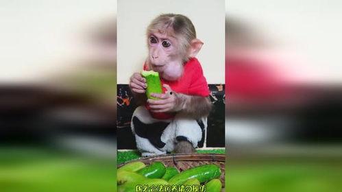 猴子吃瓜文案搞笑,猴吃瓜笑翻天！