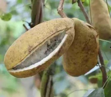 浦江瓜蕉怎么吃,浦江瓜蕉的多样食法探索