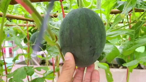 你们最近吃的瓜,明星们的甜蜜与苦涩