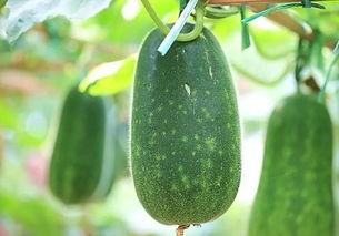 五拼冷吃瓜,夏日消暑美食新体验