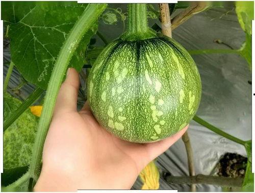 吃瓜的小菊花,网络红人的崛起与争议